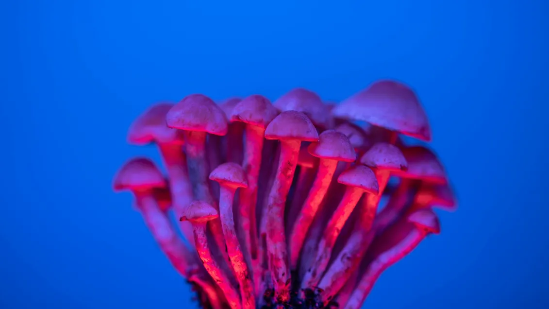 California's Pioneering Legislation for Psychedelic Therapy