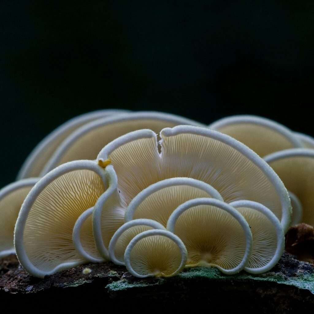 Advocating for Flexibility: Oregon's Psilocybin Industry Must Adapt to Stay Ahead